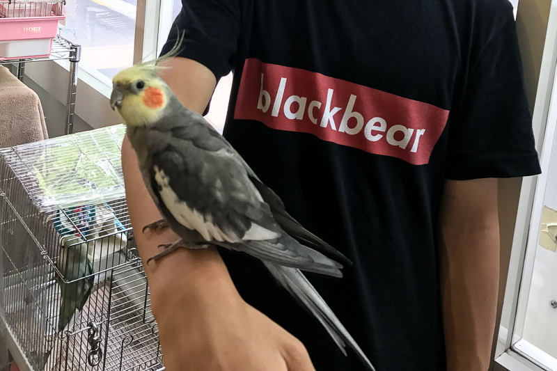 おかめインコ？