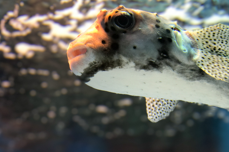 ふぐかわいい♪