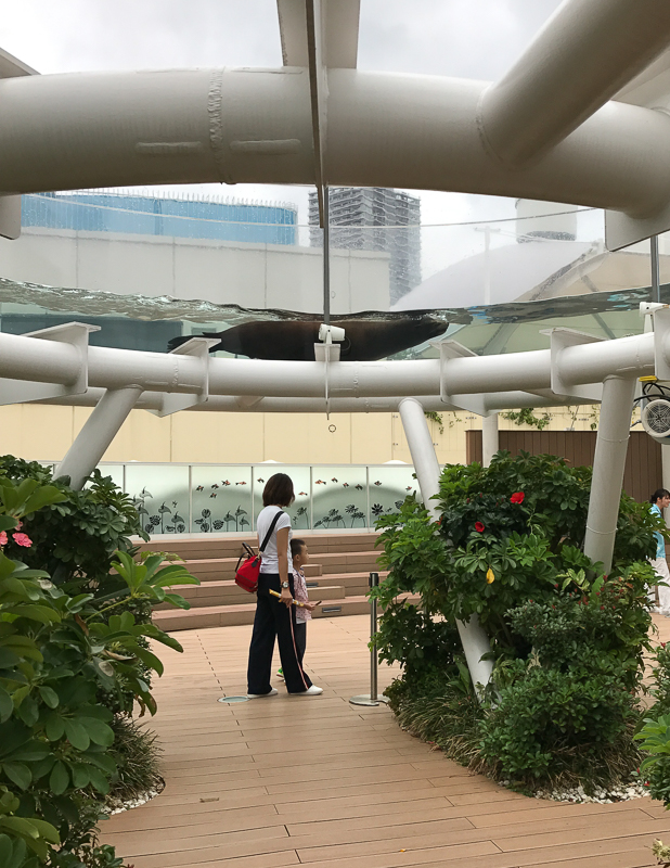 頭上にあるアシカプール