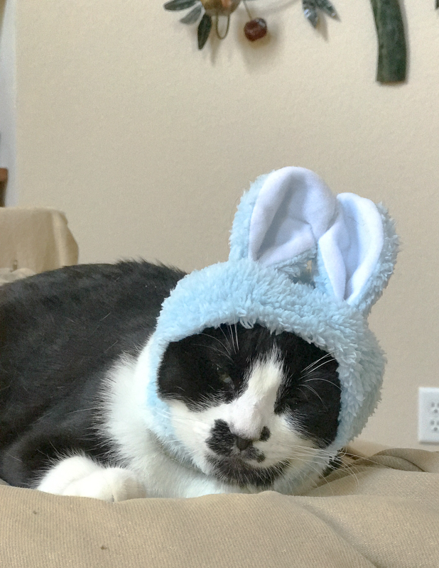 あんこちゃんがかぶると... 