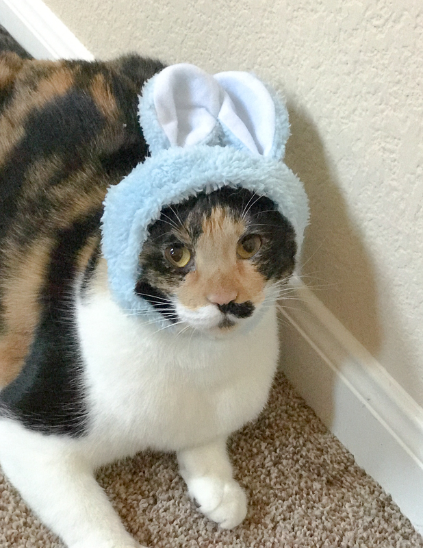 かぶりもの似合う、ゆずさん