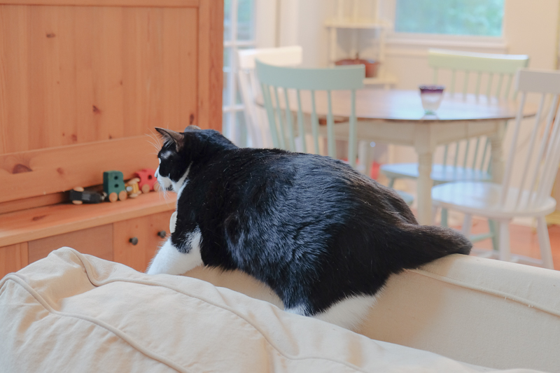 あんこちゃん、まったり