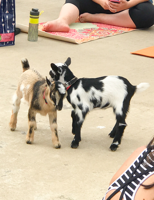 子ヤギさんたち