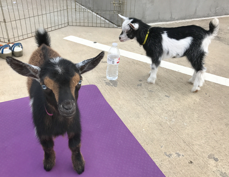 わたしのところにも