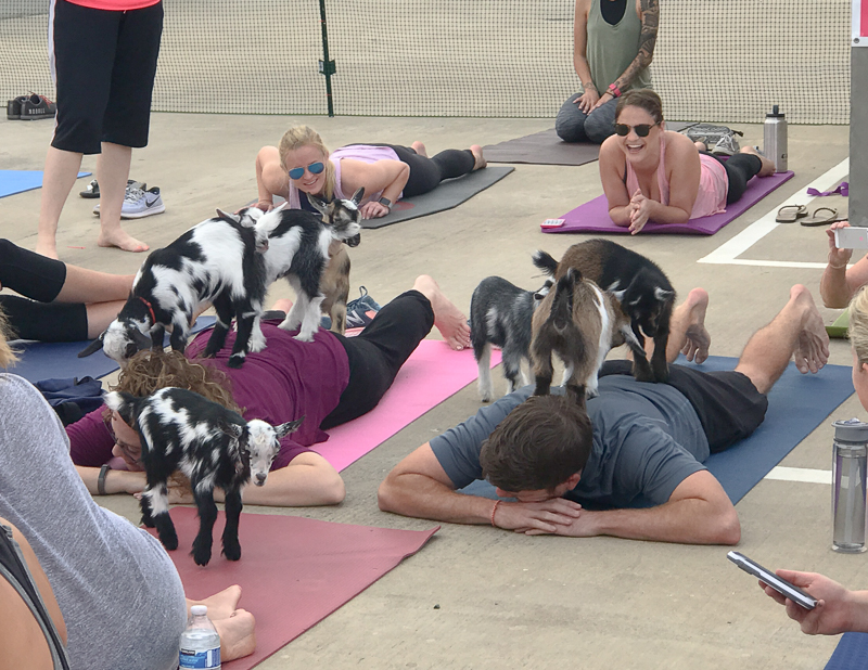 いっぱい乗っかります