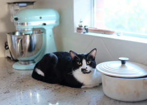 キッチンカウンターのあんこちゃん