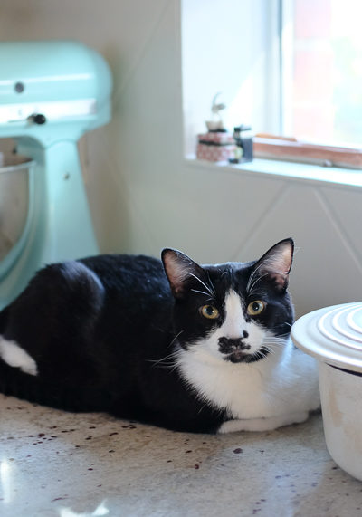 キッチンカウンターのあんこちゃん