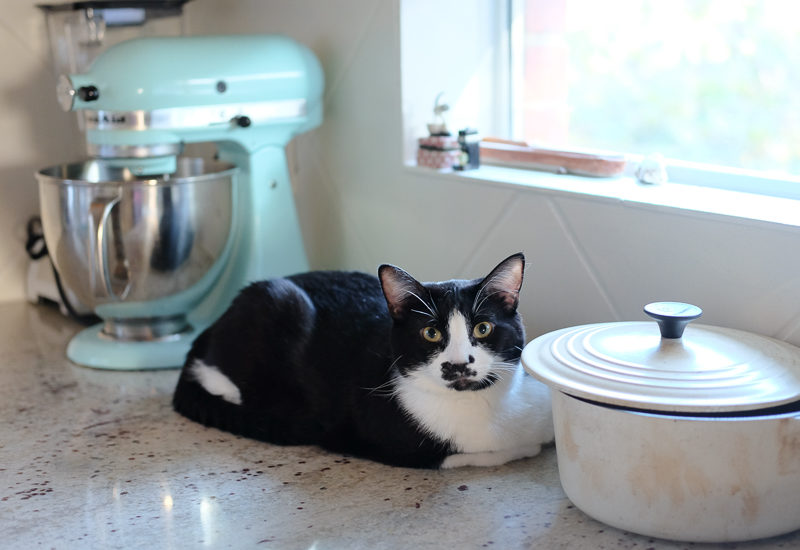 キッチンカウンターのあんこちゃん