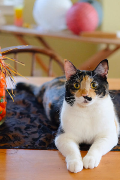 ハロウィンキャット