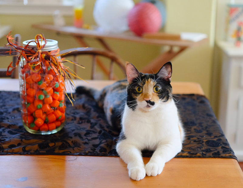 ハロウィンキャット