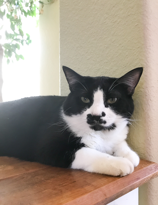 あんこちゃんもね