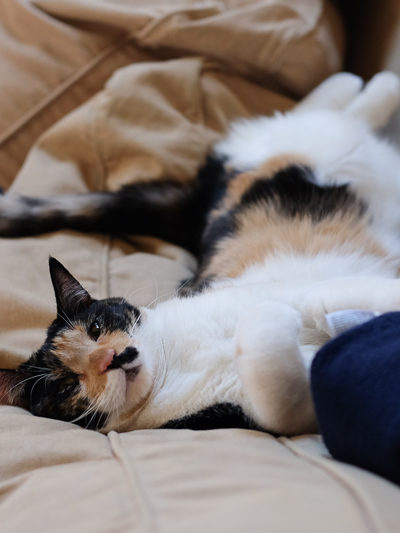 寝ているゆずさん