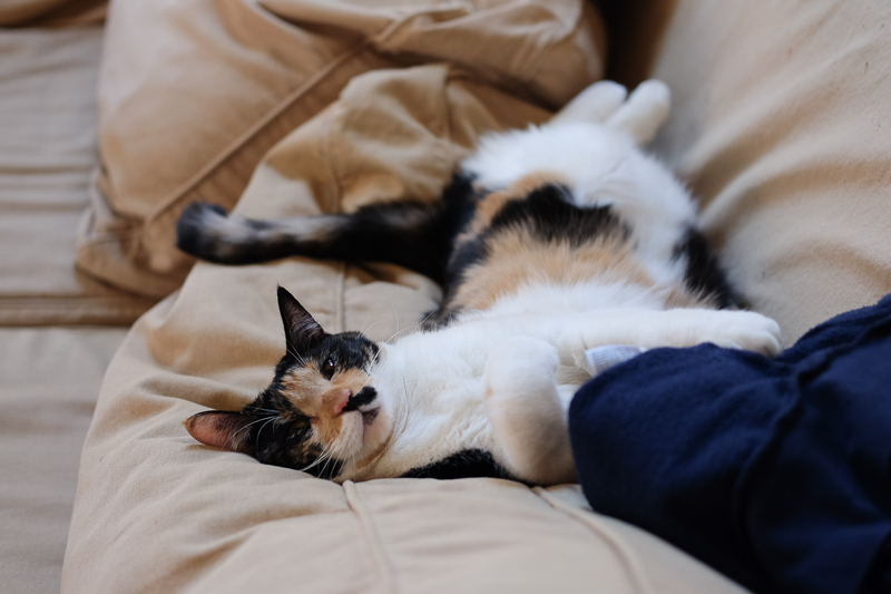 寝ているゆずさん