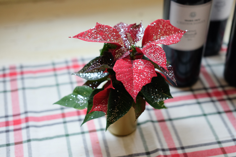 ミニポインセチア