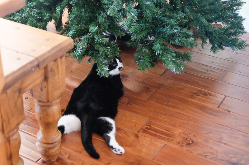 くつろいでます