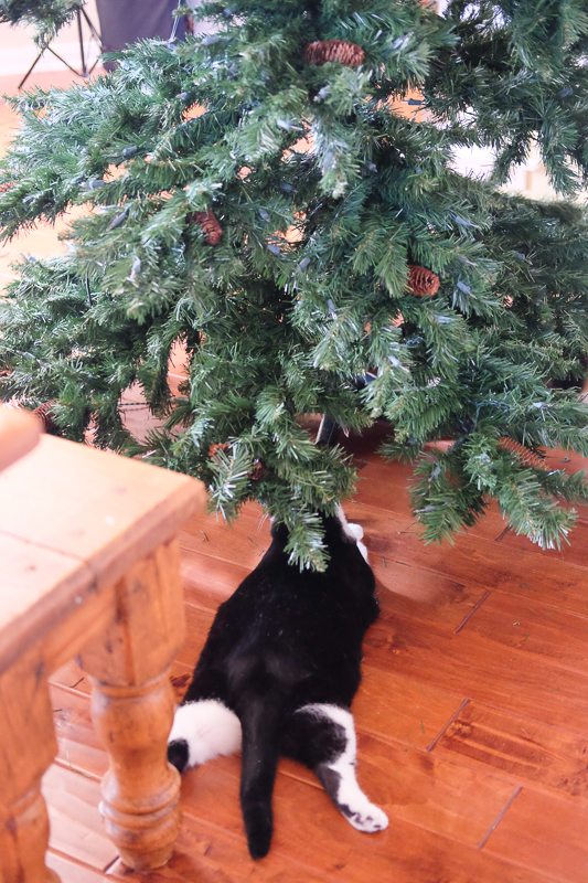 あんこちゃんでした