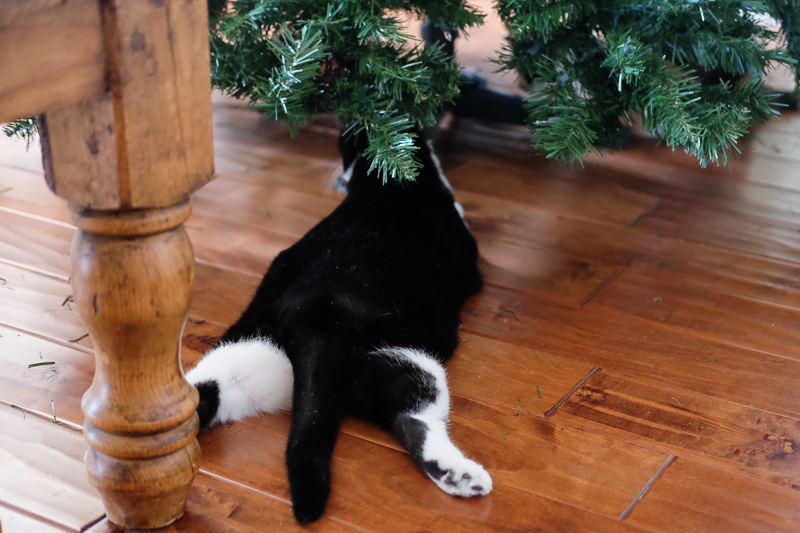 隠れてるつもりかな？