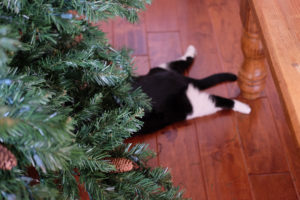 あら、プレゼントが！