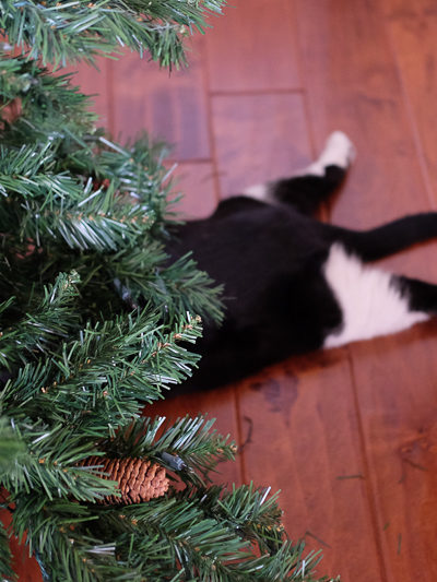 あら、プレゼントが!