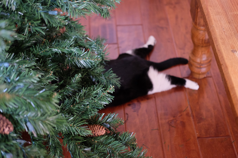 あら、プレゼントが！