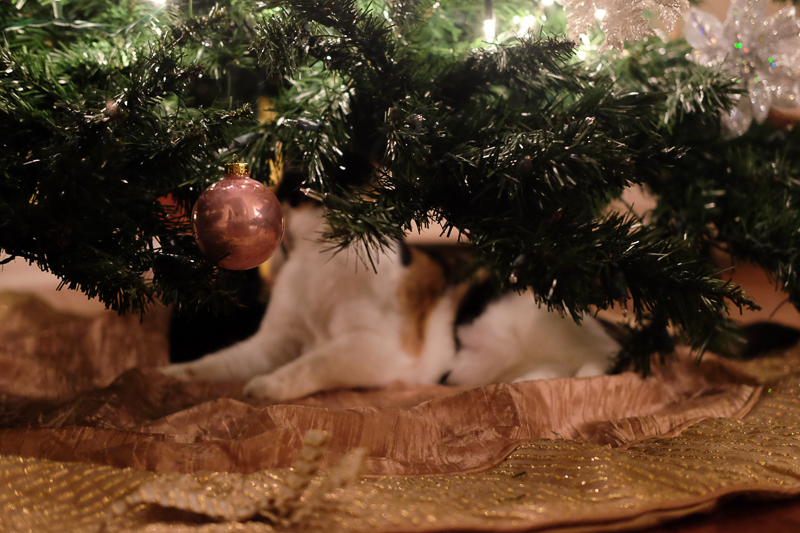 やっぱり何かいる