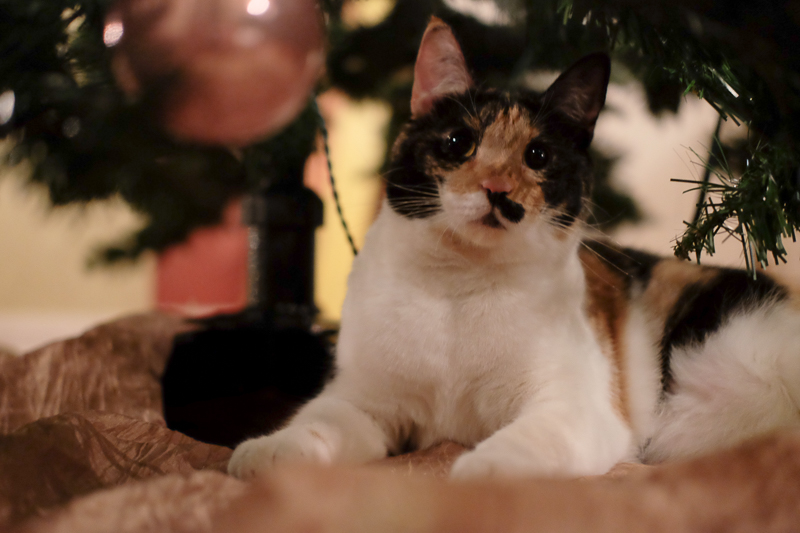 気に入っていただけましたか