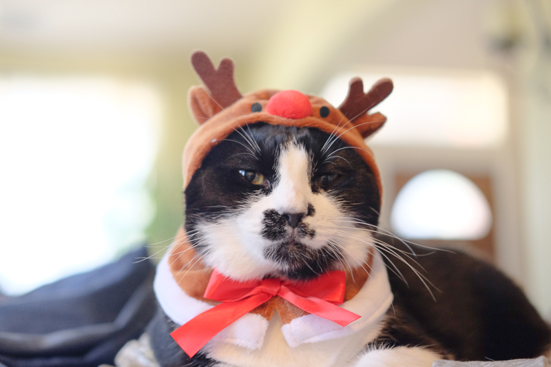 メリークリスマス