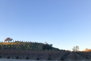 ブドウ畑