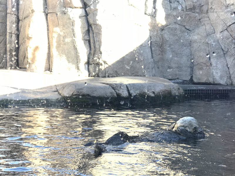 ラッコかわいい！