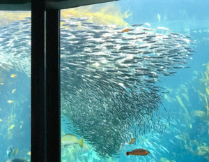 美しいアジの群れ