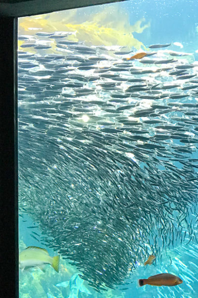 美しいアジの群れ