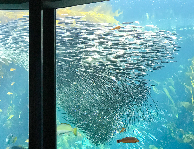 美しいアジの群れ