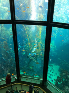 ダイバーショー