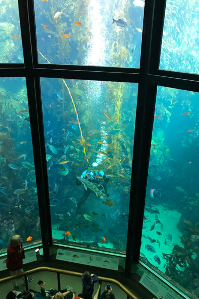 ダイバーショー