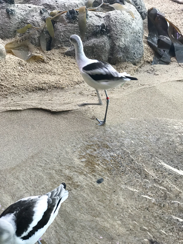 本物のビーチみたい