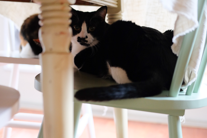 ねこたち待機中