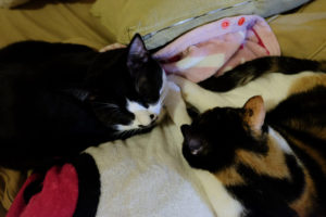 つながってる？