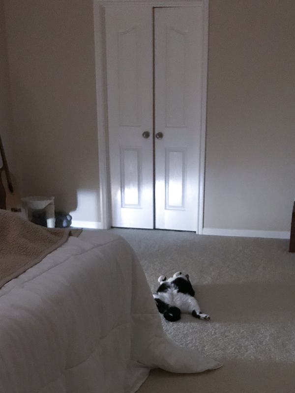 なんか落ちてる