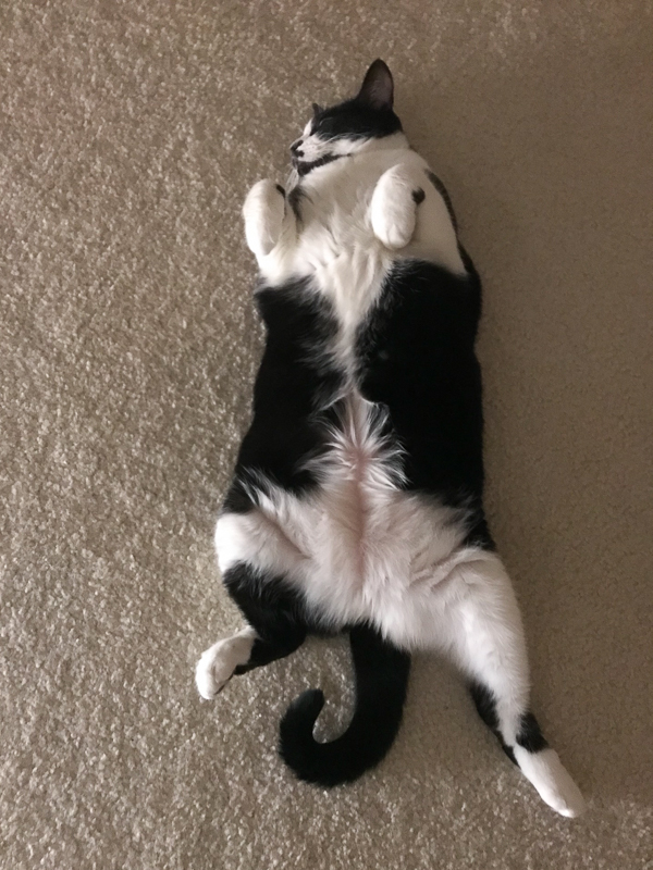 あんこちゃん... 