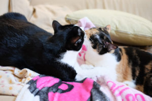 続けてペロペロ