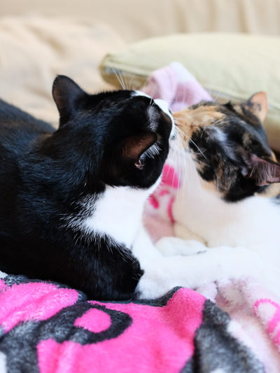 続けてペロペロ