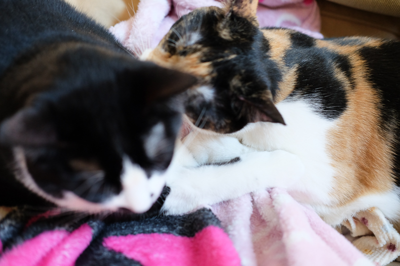 しかたないわねぇ