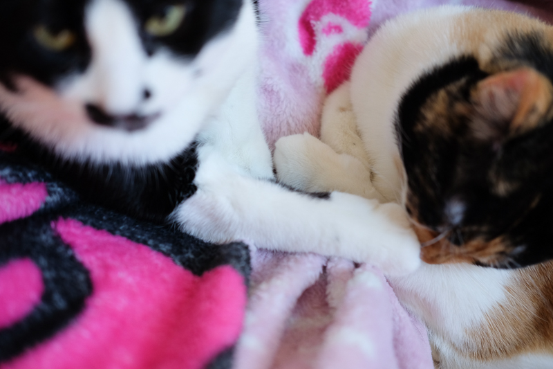 手もきれいにしてちょうだいね