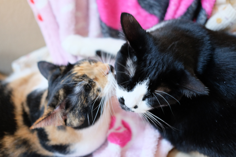 面積が広くて大変だわ