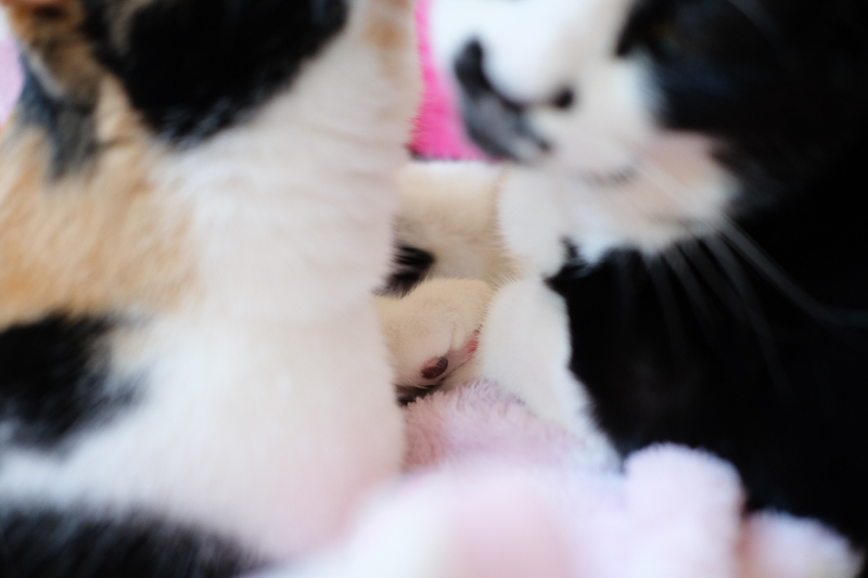 おててつないでます