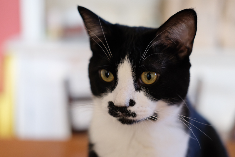 匂いがしないわ