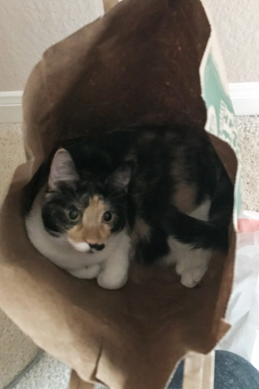 袋はとりあえず入る