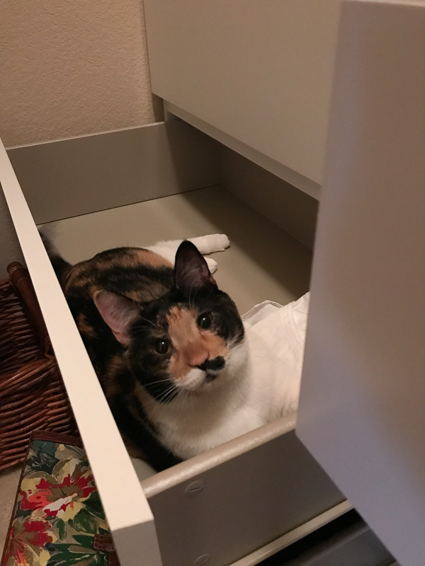 こんどはわたし