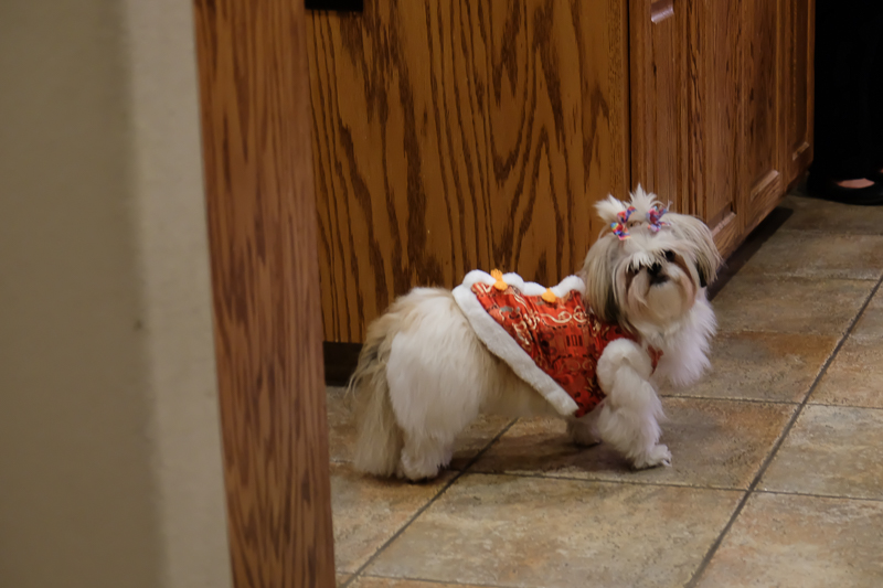 わんこもおめかし