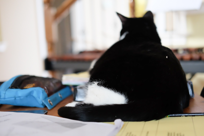 あんこちゃんでした